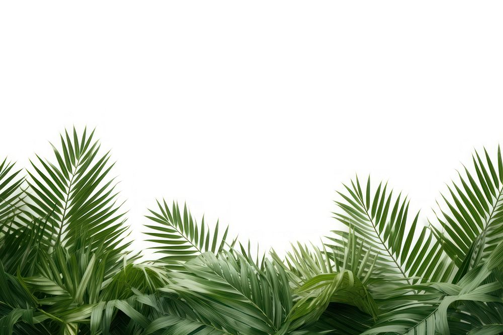 Palm leaves backgrounds vegetation outdoors. 