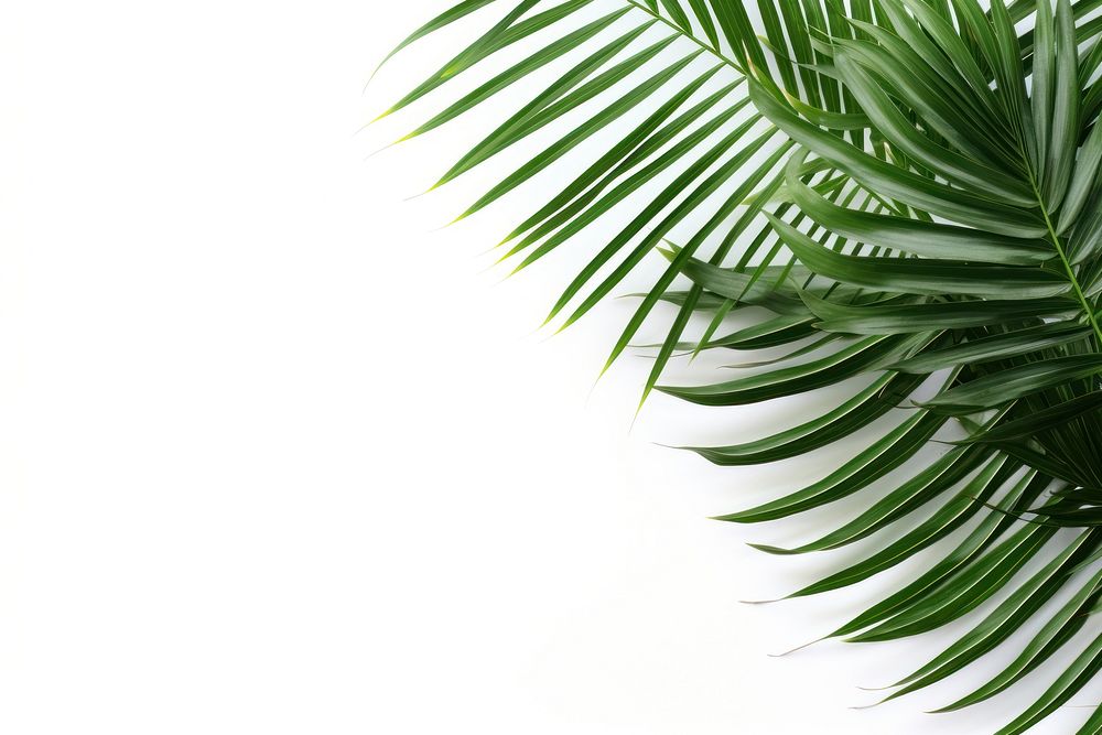 Palm leaves backgrounds nature plant. AI generated Image by rawpixel.