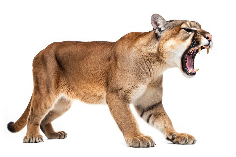 Mountain lion wildlife roaring mammal. | Free Photo - rawpixel