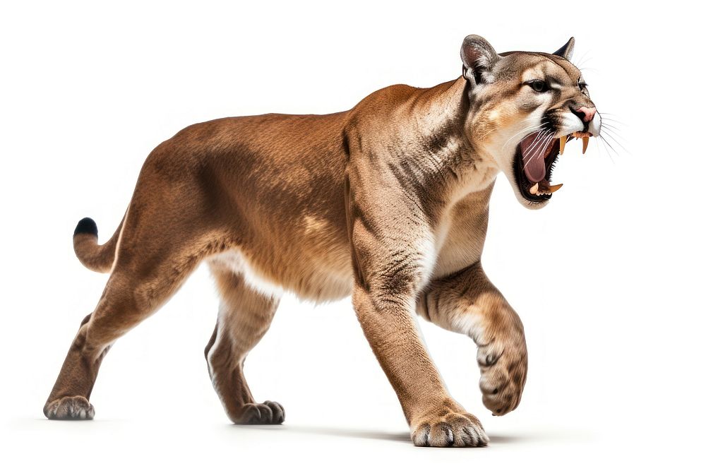 Mountain lion wildlife roaring mammal. | Free Photo - rawpixel