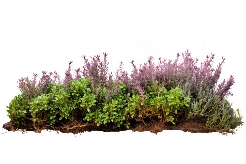 North American wild bush flower plant herbs. AI generated Image by rawpixel.