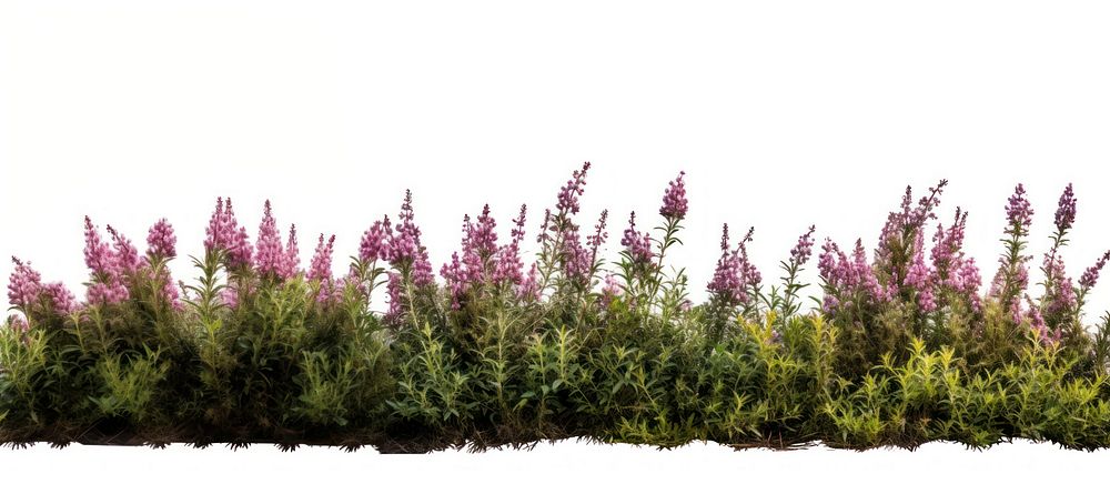 North American wild bush lavender outdoors blossom. AI generated Image by rawpixel.