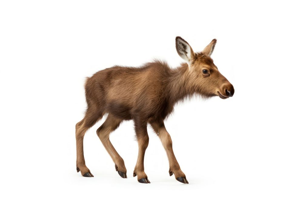 Moose livestock wildlife animal. AI generated Image by rawpixel.