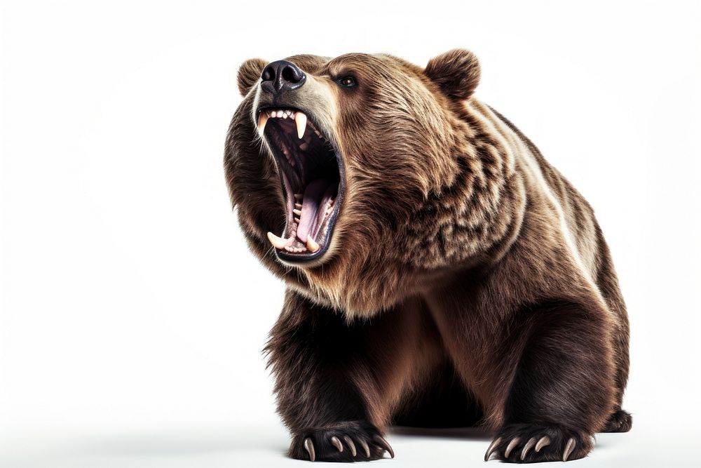Brown bear wildlife roaring mammal. AI generated Image by rawpixel.