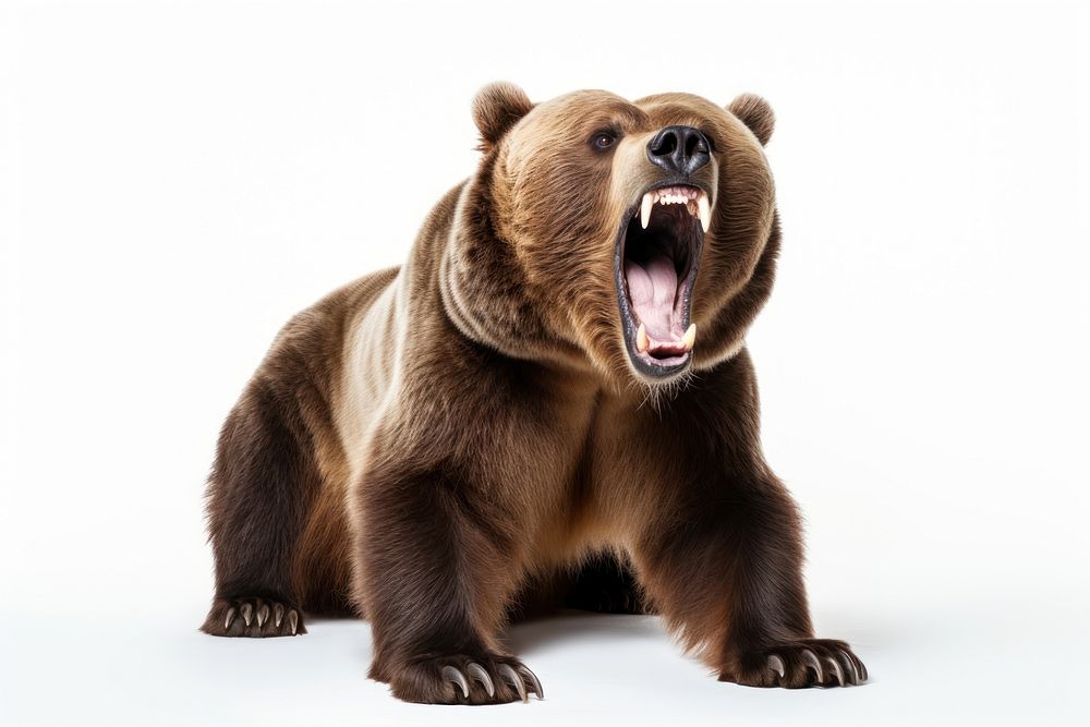 Brown bear wildlife roaring mammal. AI generated Image by rawpixel.