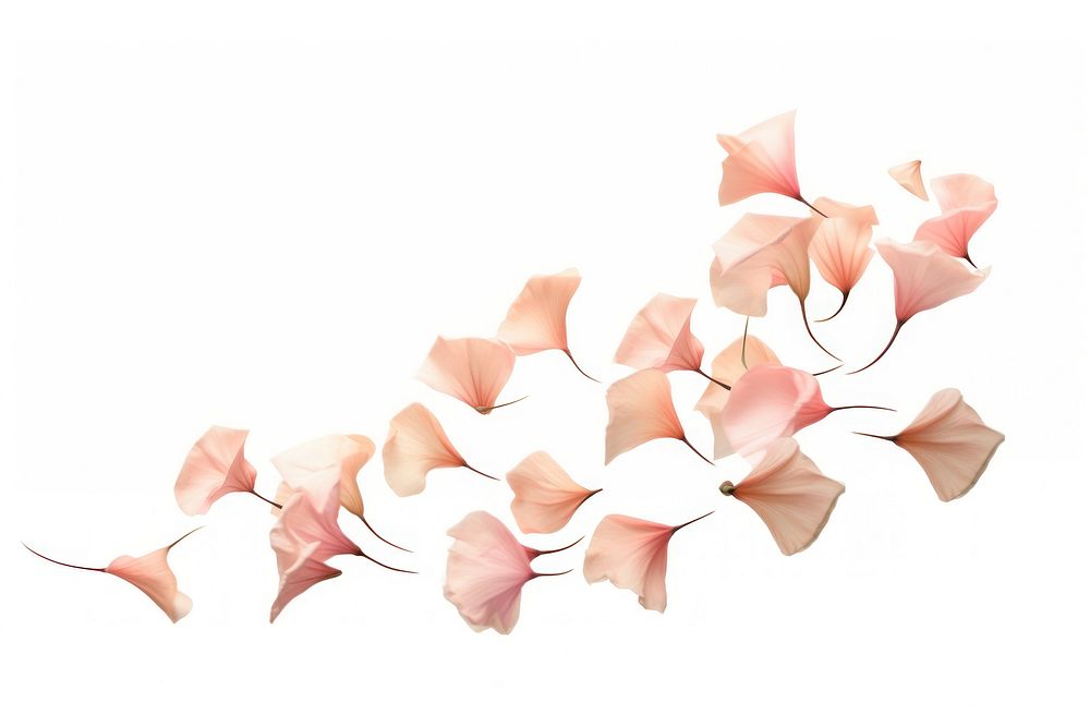 Falling flowers petal plant white background. AI generated Image by rawpixel.