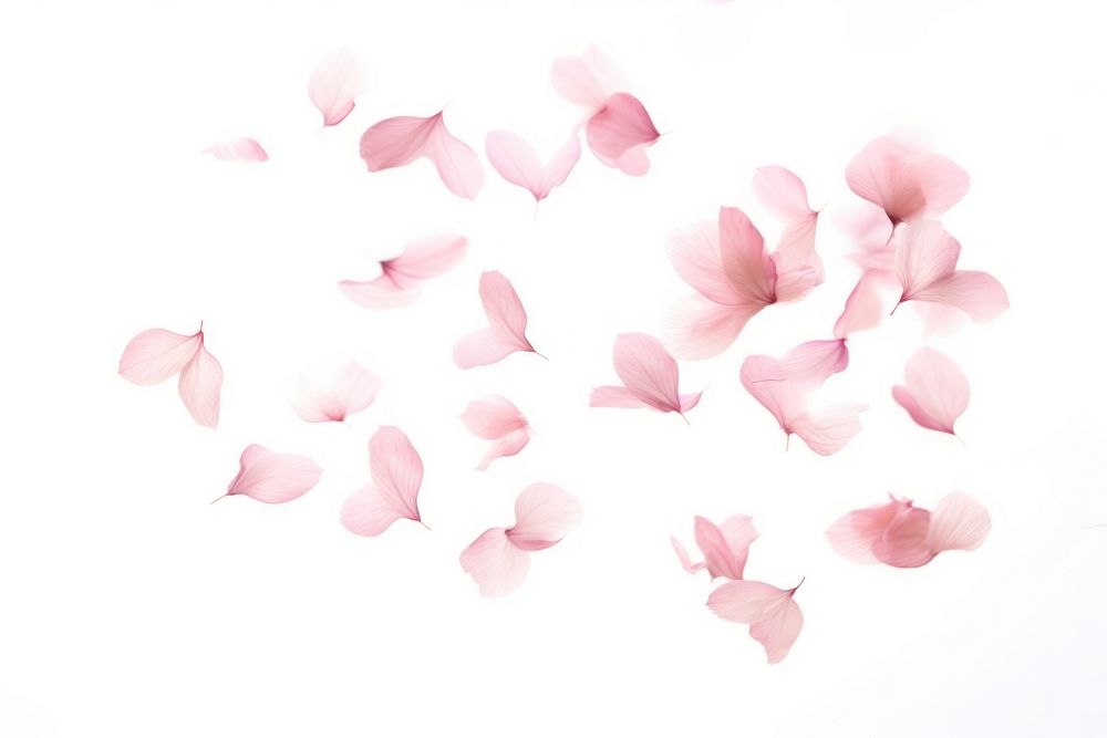 Sakura leaves falling backgrounds flower petal. AI generated Image by rawpixel.