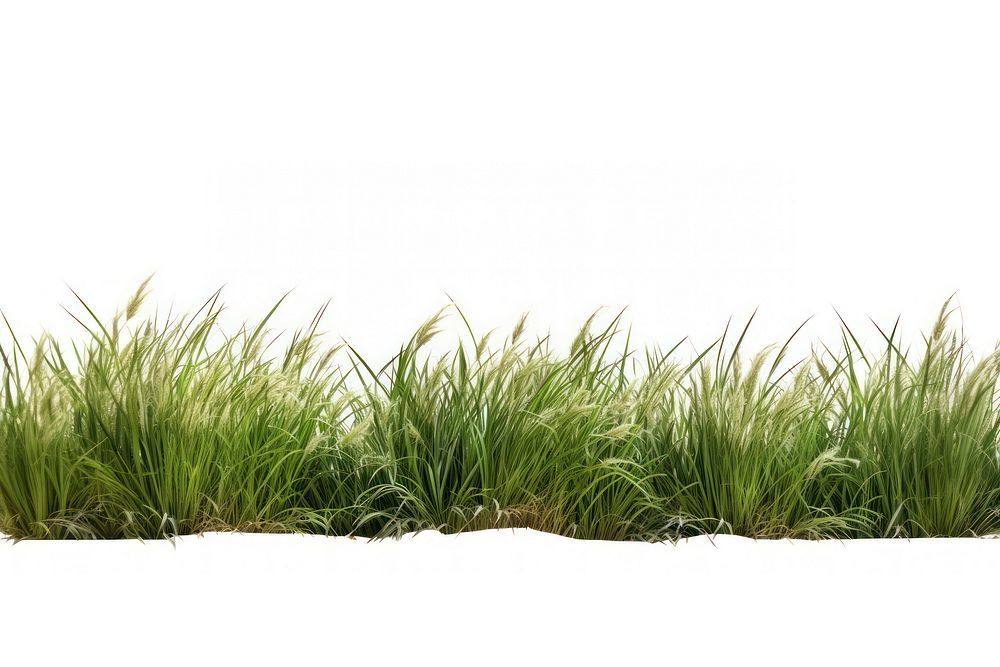 Wild grass land outdoors nature plant. AI generated Image by rawpixel.