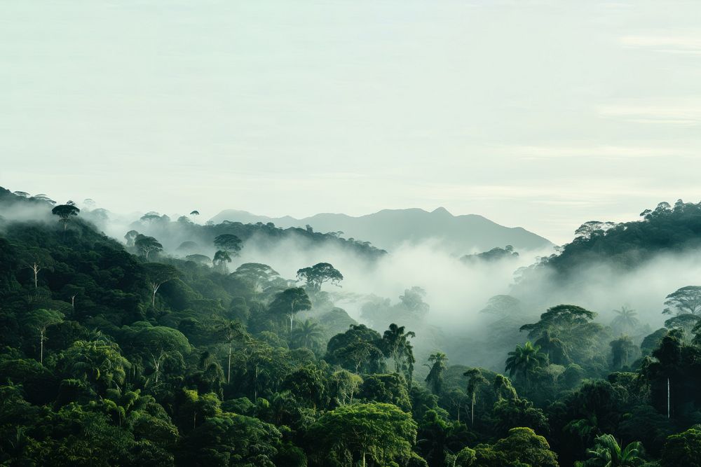 Photo of Amazon rainforest. 