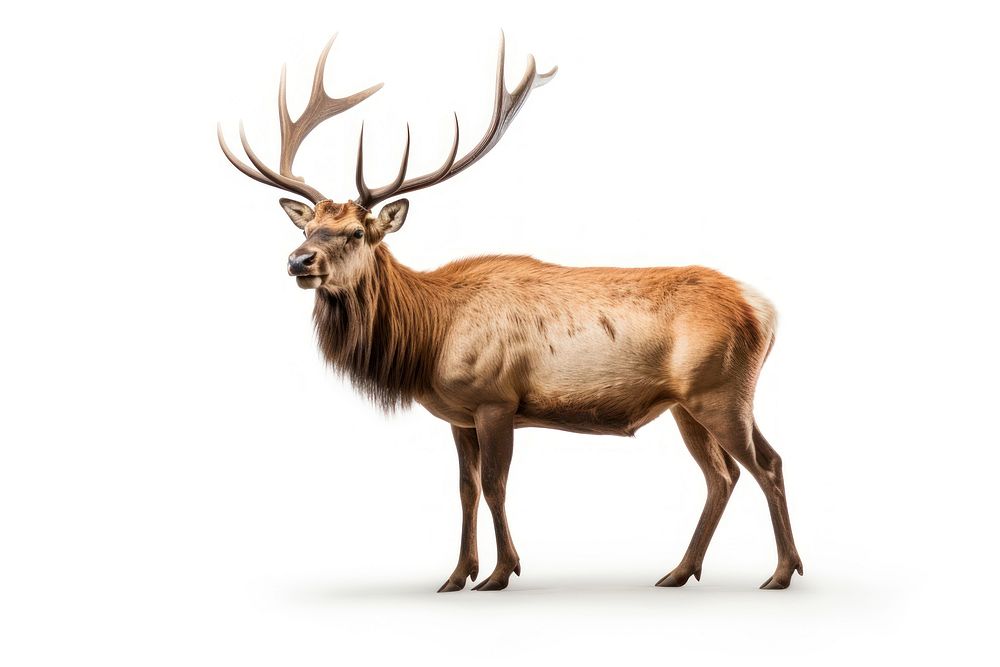 Elk wildlife antler animal. AI generated Image by rawpixel.