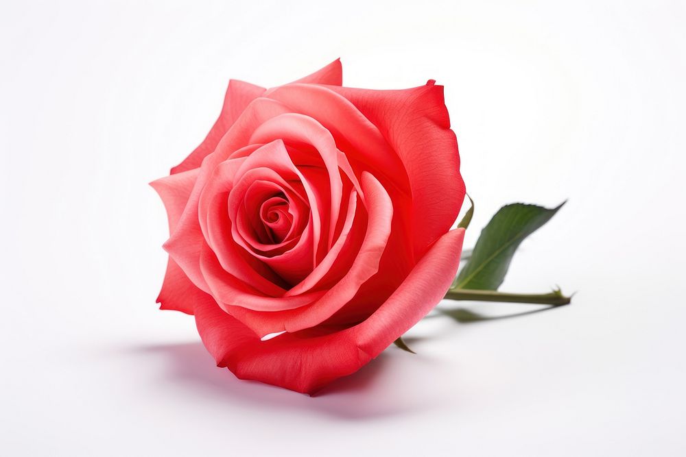 Rose flower plant white background. AI generated Image by rawpixel.