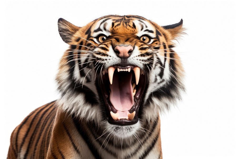 Tiger roar wildlife animal mammal. AI generated Image by rawpixel.
