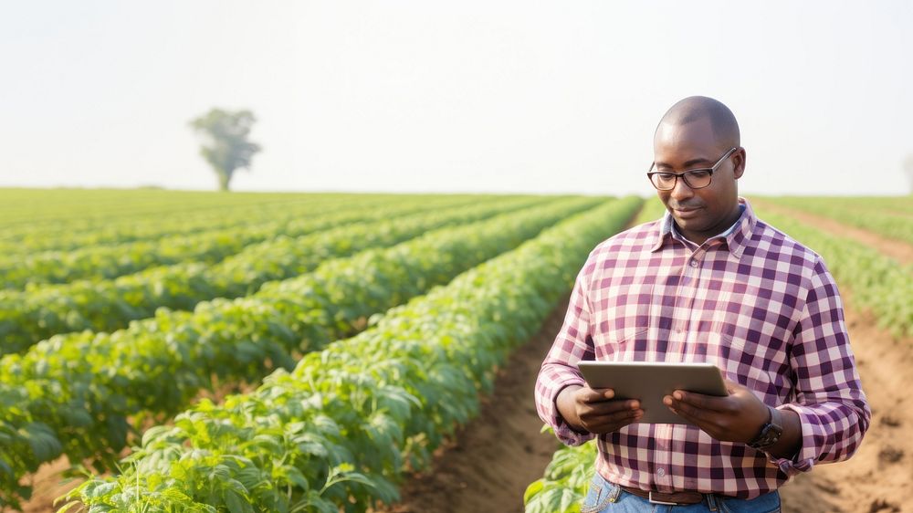 Photo of Black American farmer with digital tablet in potato field. 