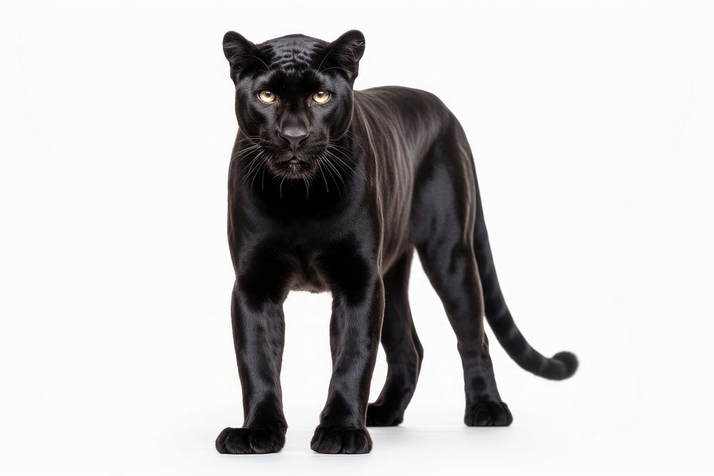 Black panther wildlife mammal animal. AI generated Image by rawpixel.