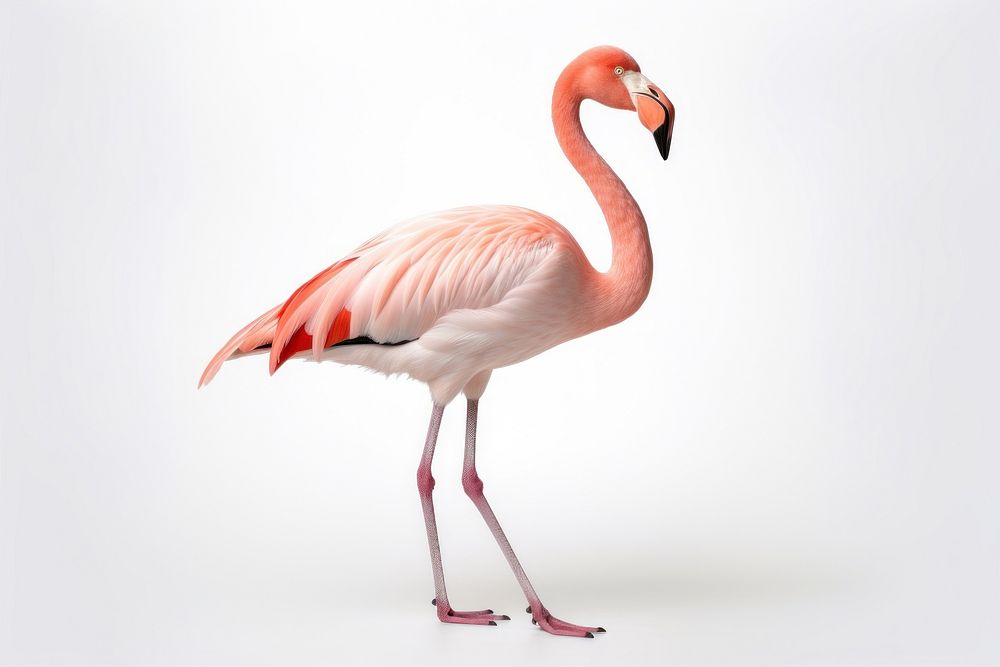 Caribbean flamingo animal bird white background. AI generated Image by rawpixel.