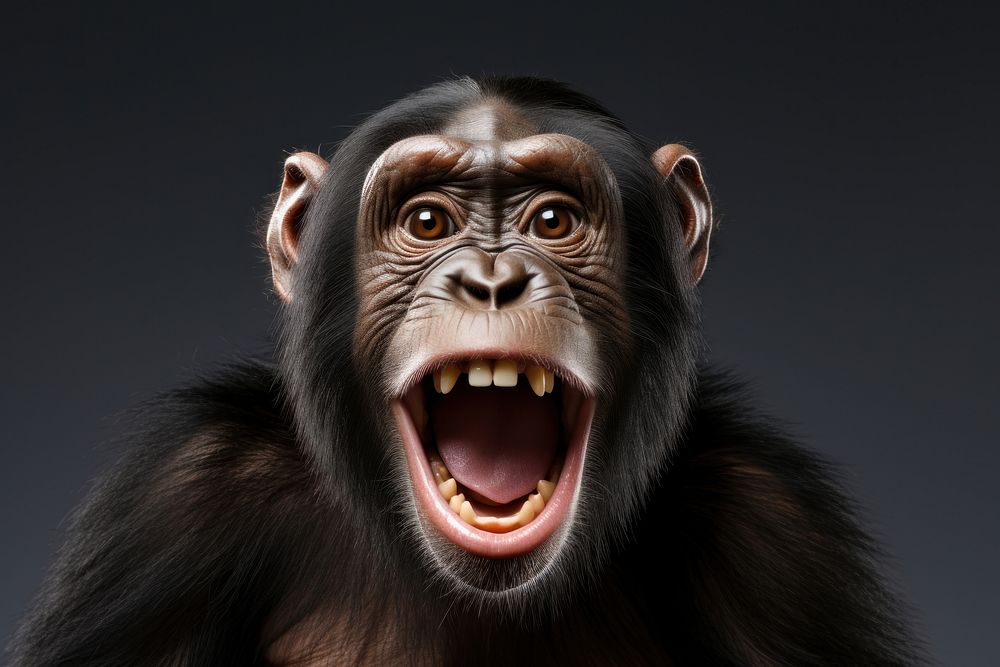 Chimpanzee wildlife mammal monkey. AI generated Image by rawpixel.