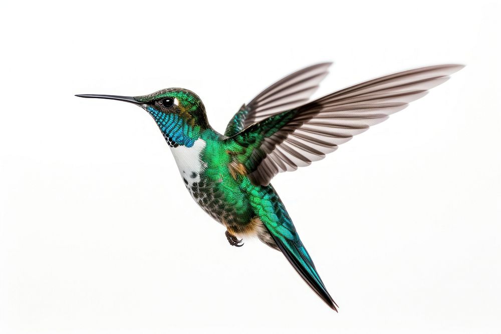 Hummingibird hummingbird animal beak. AI generated Image by rawpixel.