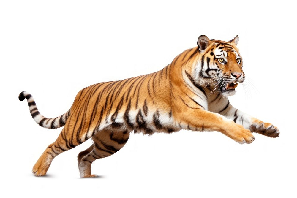 Leaping Tiger tiger wildlife animal. | Free Photo - rawpixel