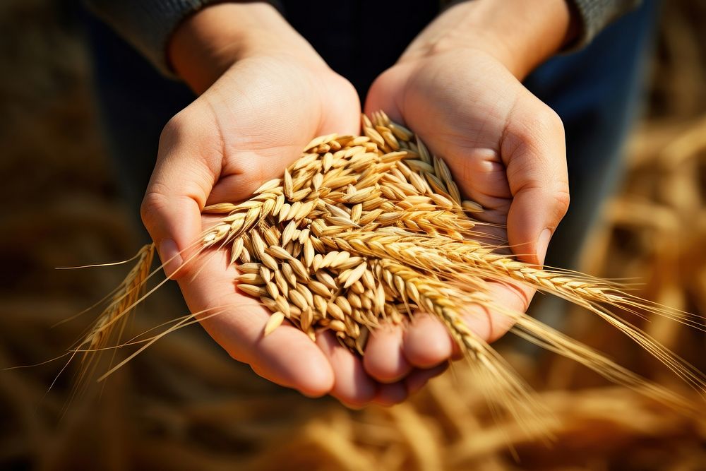 Wheat grain food hand. 