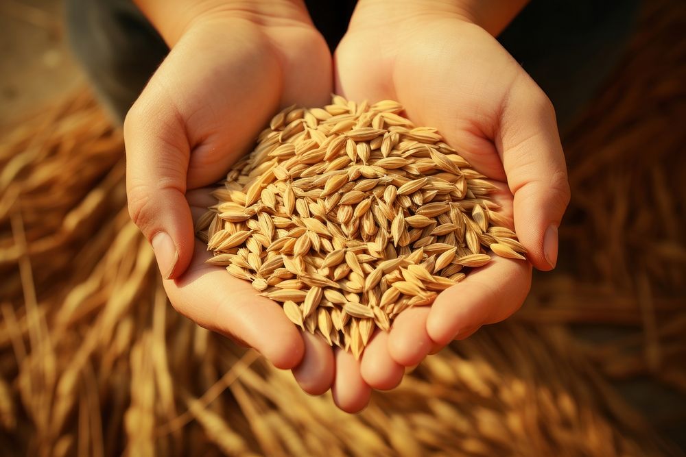 Wheat grain food hand. 