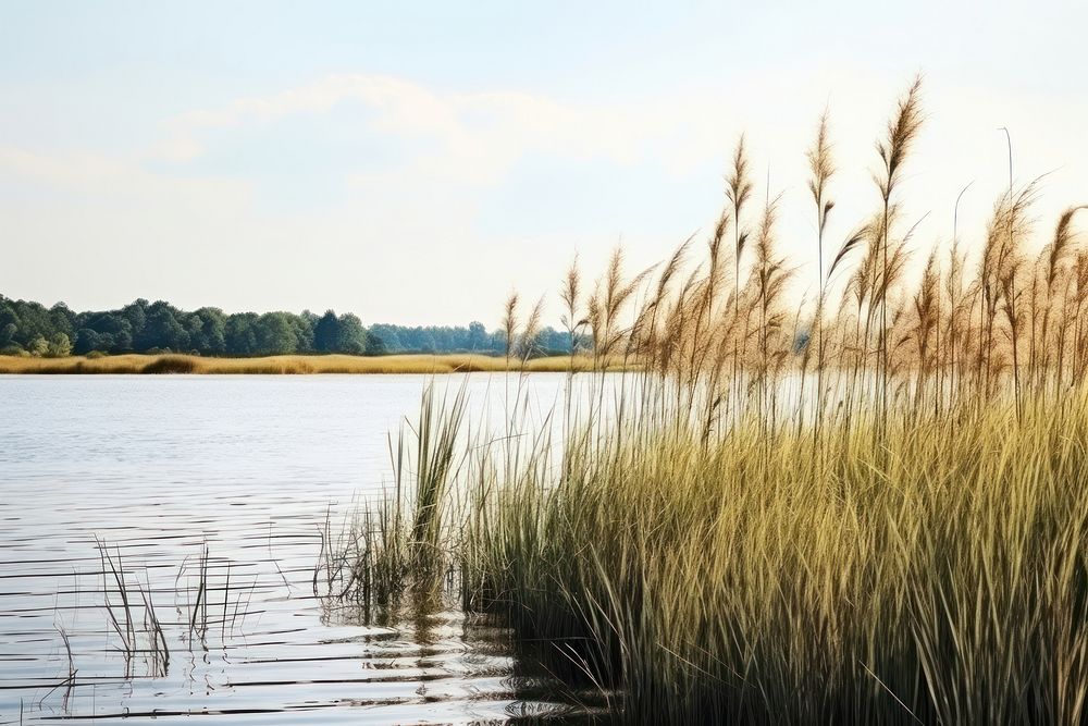 River bank landscape reed outdoors. AI generated Image by rawpixel.
