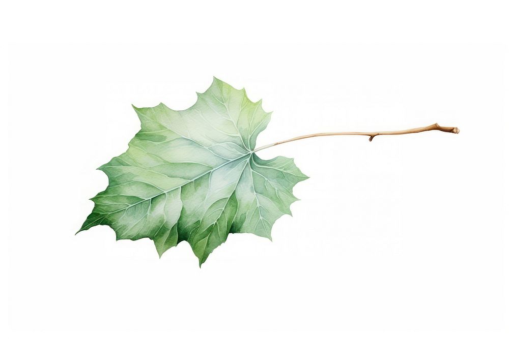 A leave plant leaf tree. AI generated Image by rawpixel.