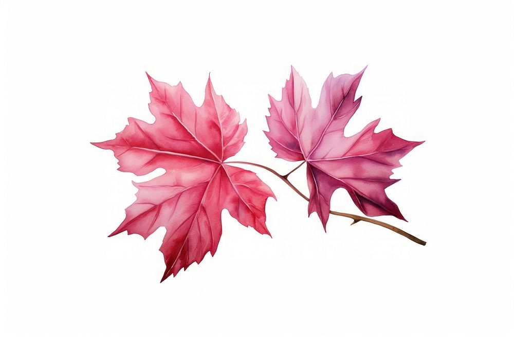 A leave maple plant leaf. AI generated Image by rawpixel.