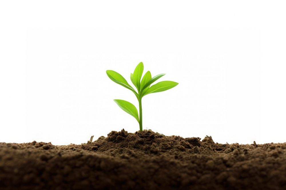 A young plant leaf soil white background. 