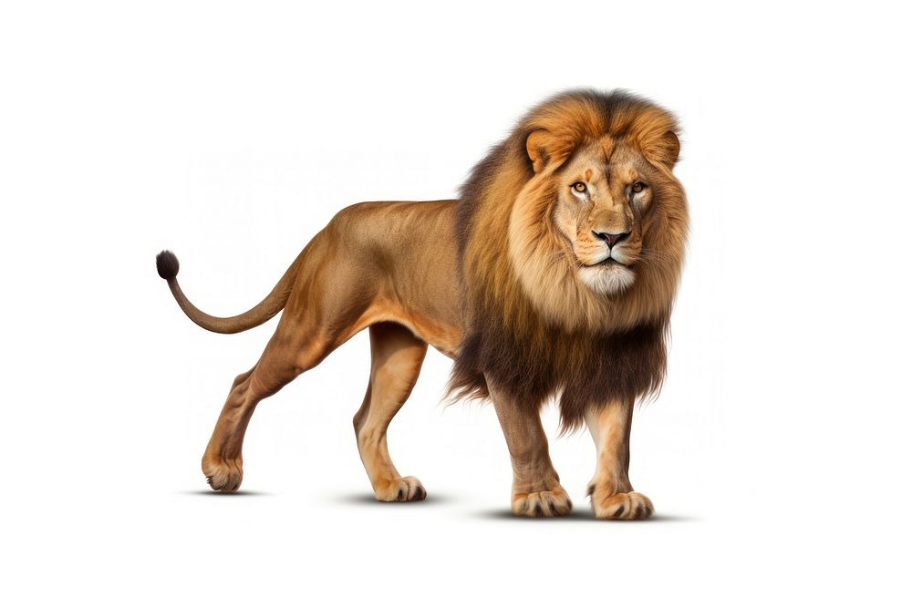 Lion wildlife mammal animal. AI | Free Photo Illustration - rawpixel