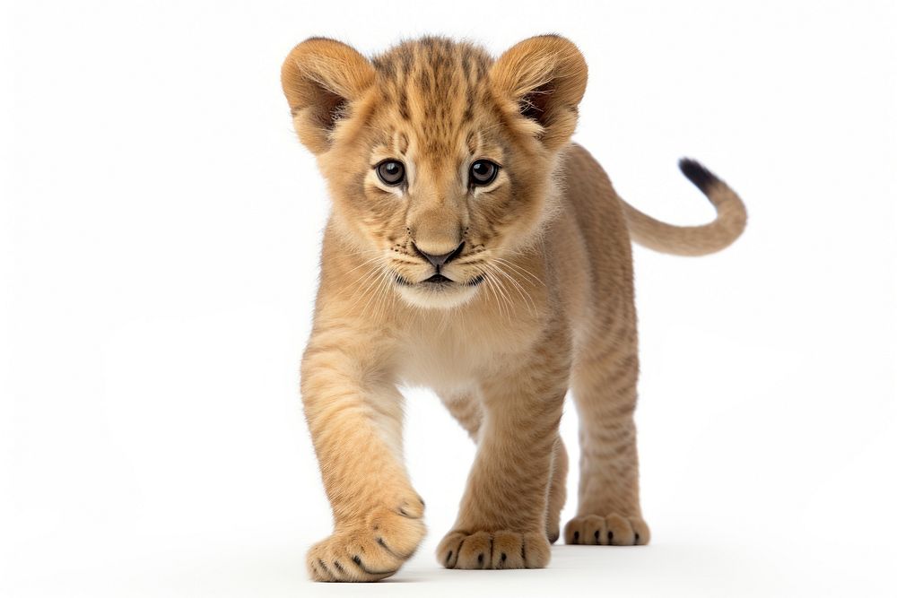 Baby lion wildlife mammal animal. AI generated Image by rawpixel.