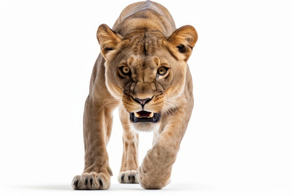 Female lion wildlife mammal animal. AI generated Image by rawpixel.