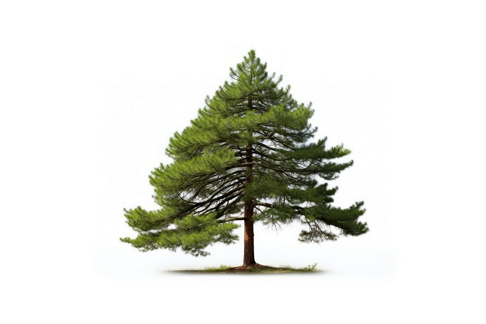 A pine tree plant fir white background. AI generated Image by rawpixel.