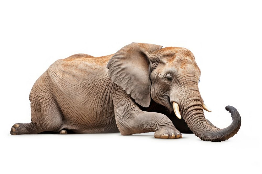 Savana elephant wildlife animal mammal. AI generated Image by rawpixel.