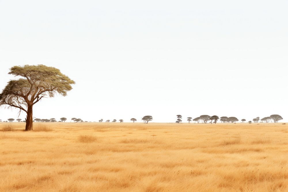 African field landscape grassland outdoors. AI generated Image by rawpixel.