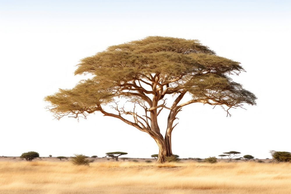 African Savannah bush savanna landscape grassland. AI generated Image by rawpixel.