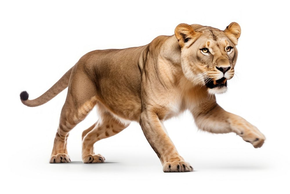 Female lion wildlife mammal animal. AI generated Image by rawpixel.