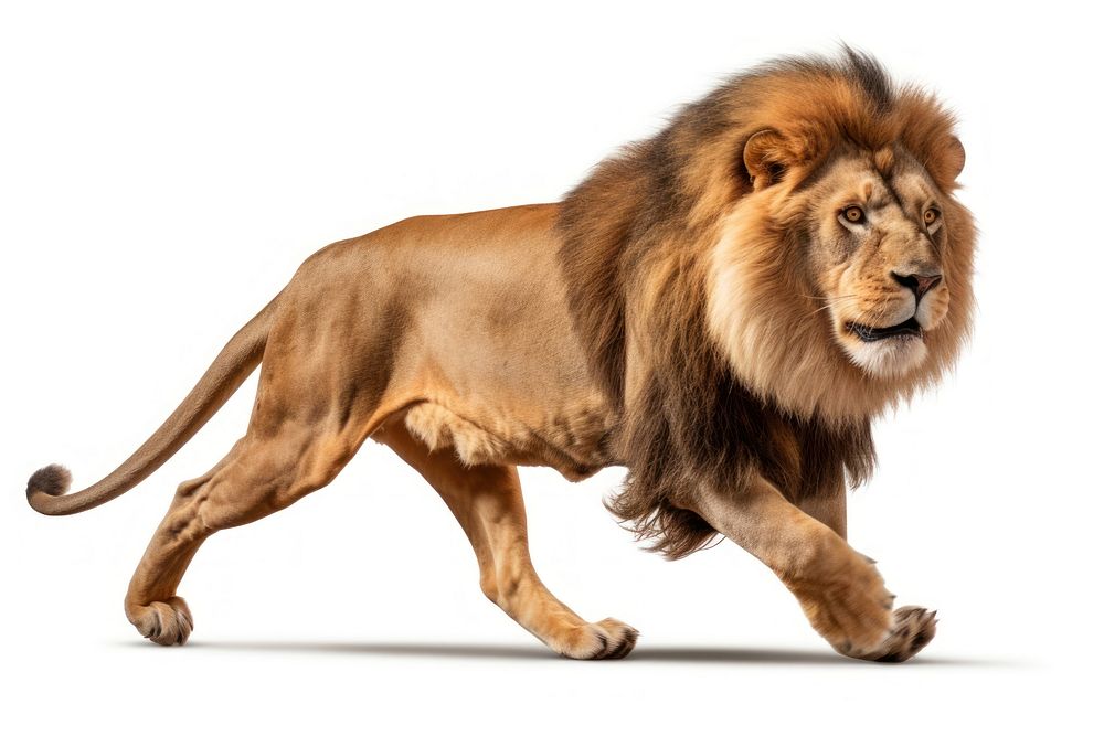 Male lion wildlife mammal animal. AI generated Image by rawpixel.