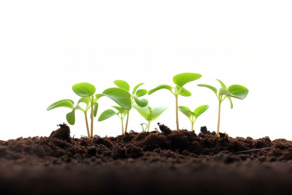 Seedlings plant leaf soil. AI generated Image by rawpixel.