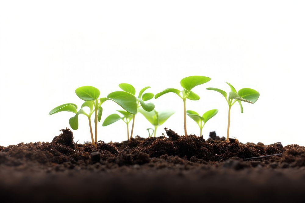 Seedlings plant leaf soil. 