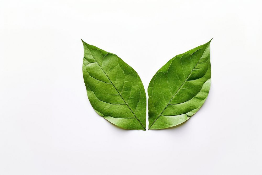 Sign Recycle plant green leaf. AI generated Image by rawpixel.
