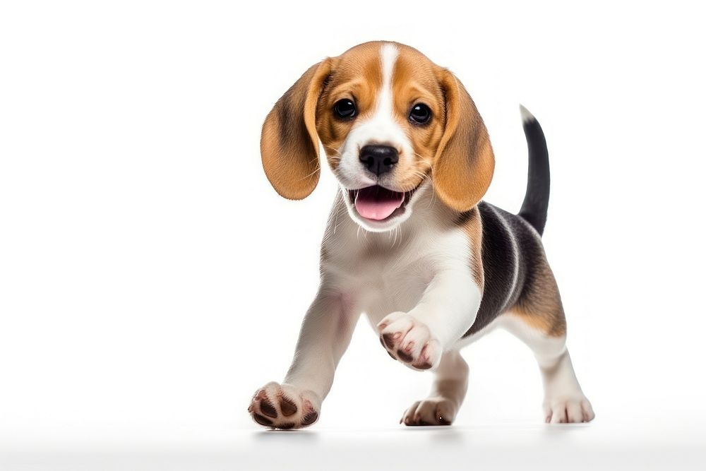 Beagle puppy dog beagle animal mammal. AI generated Image by rawpixel.