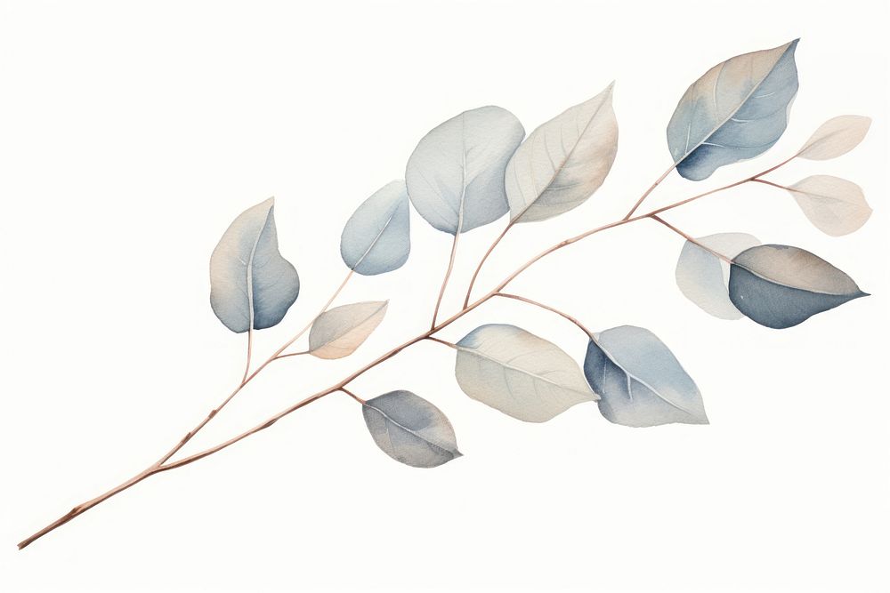 Dried Preserved Eucalyptus sketch plant leaf. 