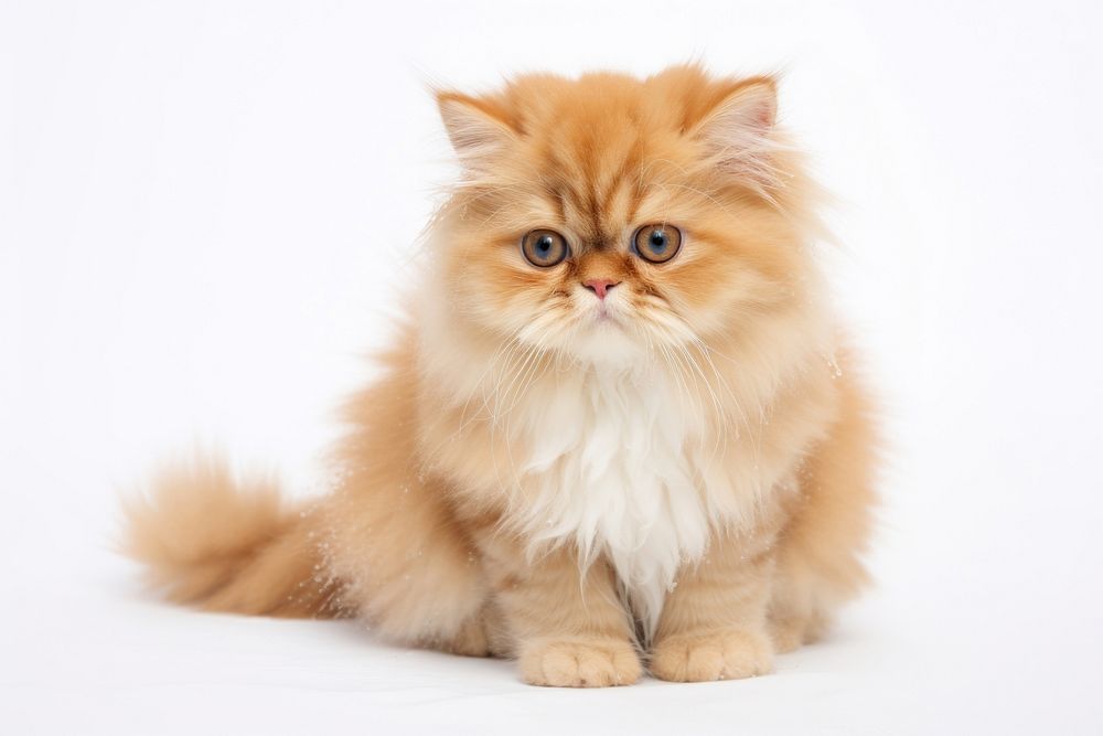 Persian cat mammal animal kitten. AI generated Image by rawpixel.