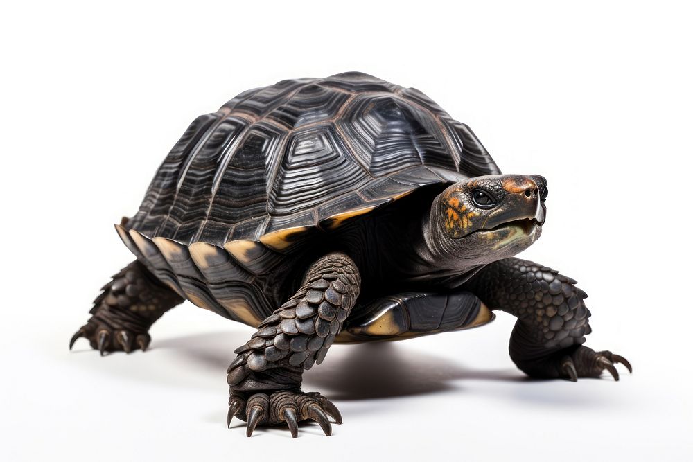 Tortoise reptile animal shell. AI generated Image by rawpixel.