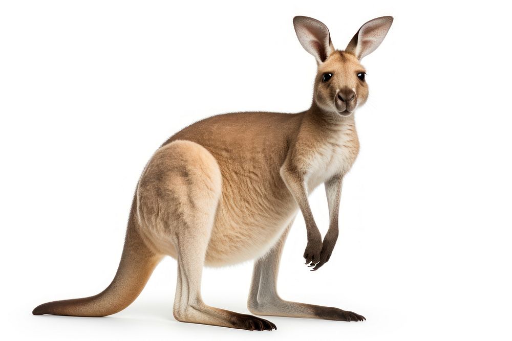 Kangoroo animal kangaroo wildlife. AI generated Image by rawpixel.