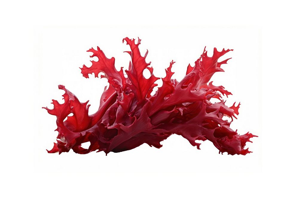 Seaweed red white background splattered. AI generated Image by rawpixel.