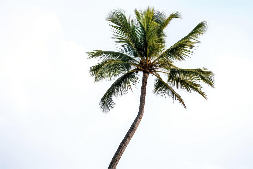 Seascape tree coconut plant. AI generated Image by rawpixel.