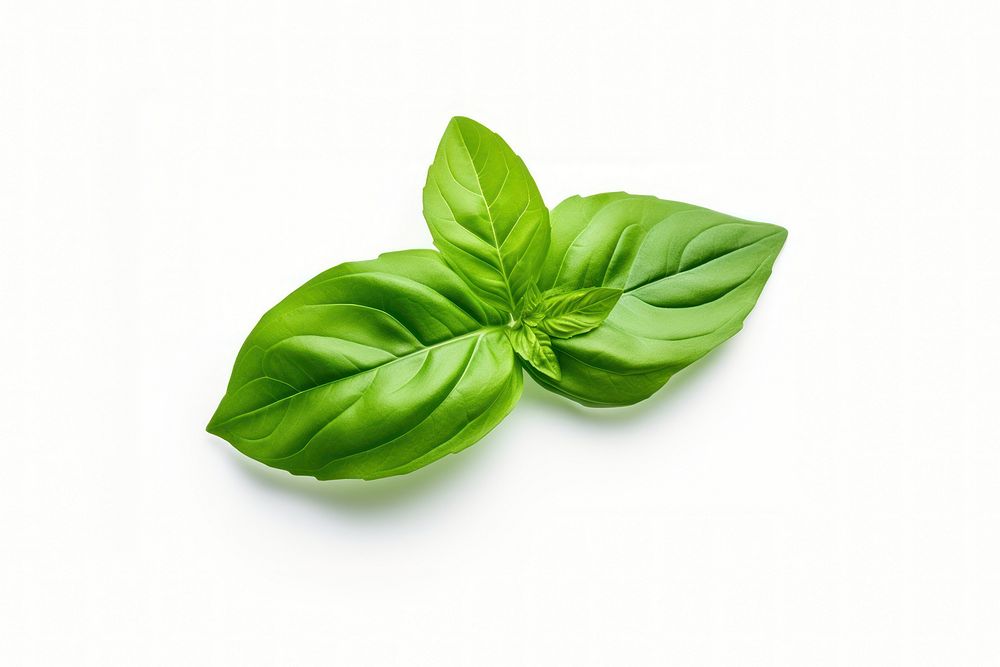 Basil leaf plant herbs white background. AI generated Image by rawpixel.