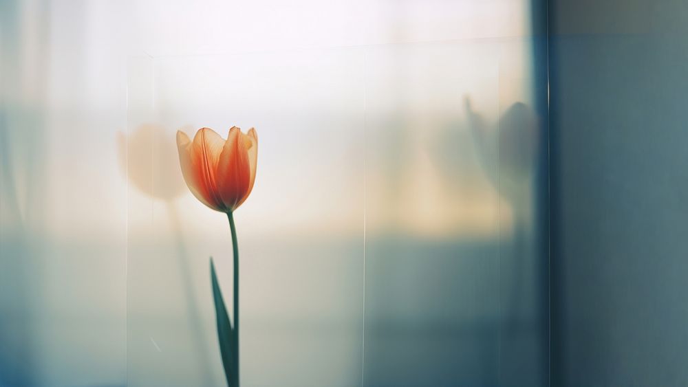 a blurry picture of a singel tulip behind the blurred glass. 