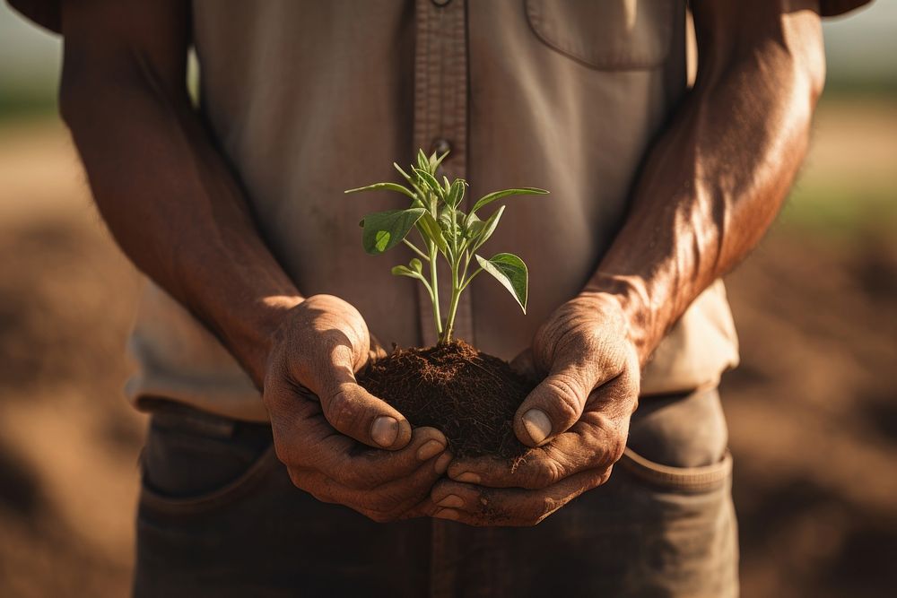 Farmer holds freshly plant gardening planting outdoors. AI generated Image by rawpixel.